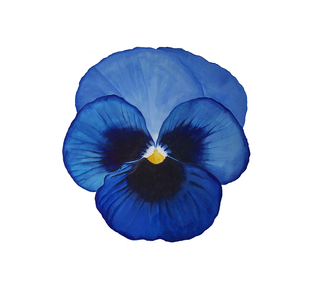 Blue Pansy